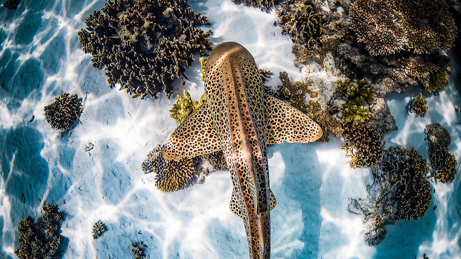 A leopard shark cruises over the sandy bottom of the Ningaloo Reef lagoon. - by Brooke Pyke, in Western Australia.