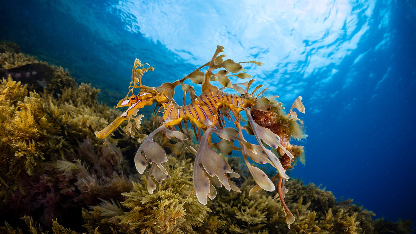 A leafy sea dragon photographed in Lucky Bay, Esperance. - by Brooke Pyke, in Western Australia.