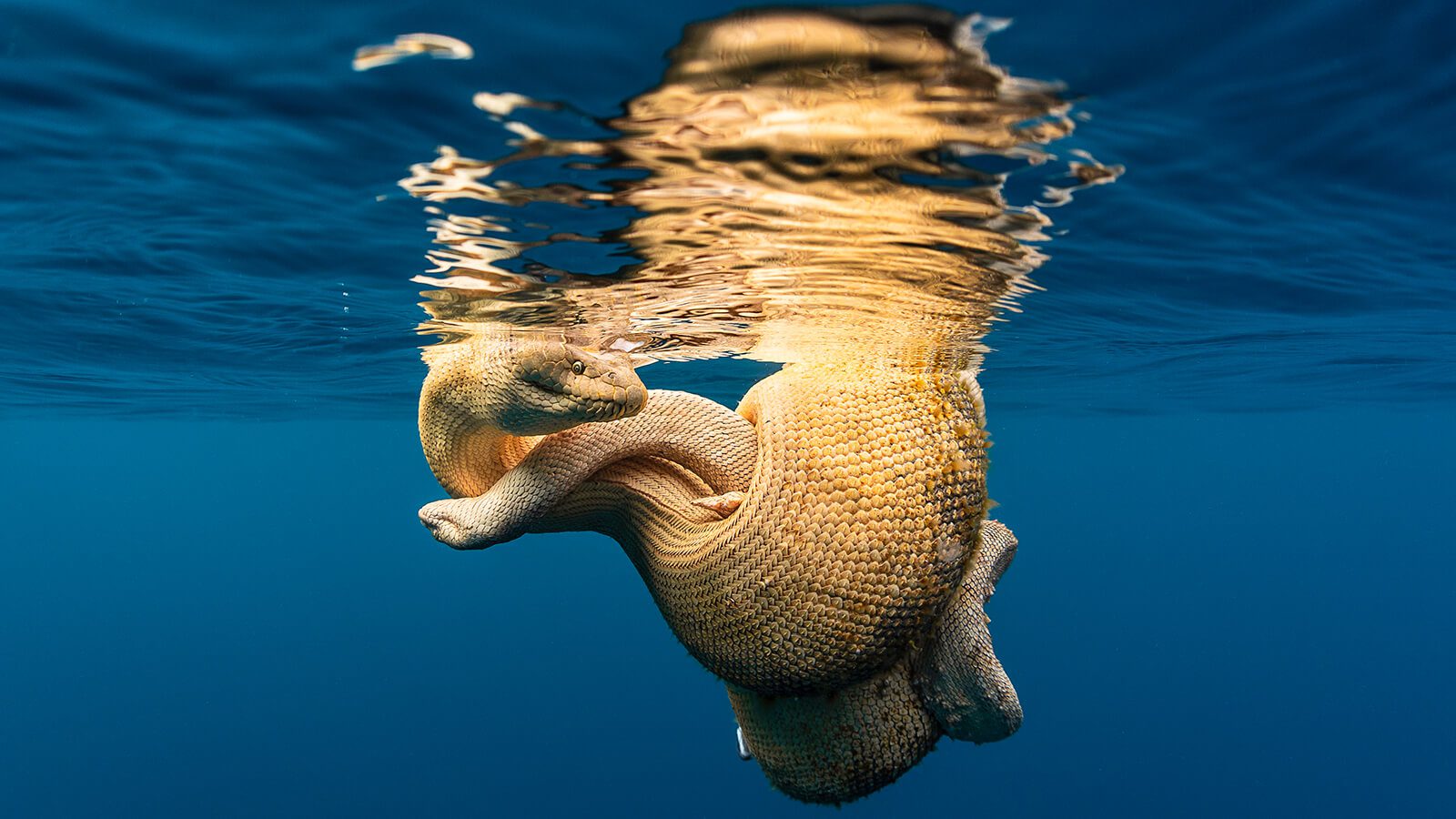 Two Stoke's sea snakes mating. - by Brooke Pyke, in Western Australia.